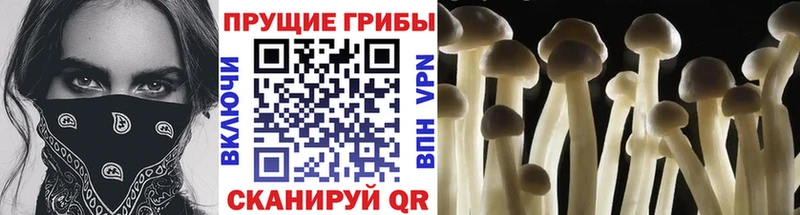 сколько стоит  Хилок  Псилоцибиновые грибы MAGIC MUSHROOMS 